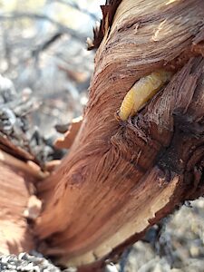 Chrysobothris saundersii, PL5510x, pupa, in Acacia rigens (PJL 3564) dead branch, 20.5 mm long, MU